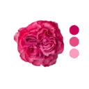 Country Blues Pink Garden Rose 