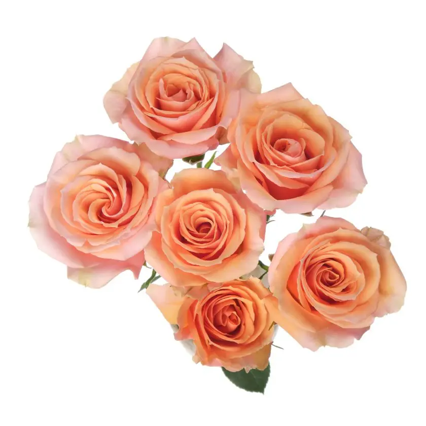 Baby Rosever Peach Spray Rose  