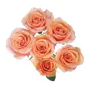 Baby Rosever Peach Spray Rose  