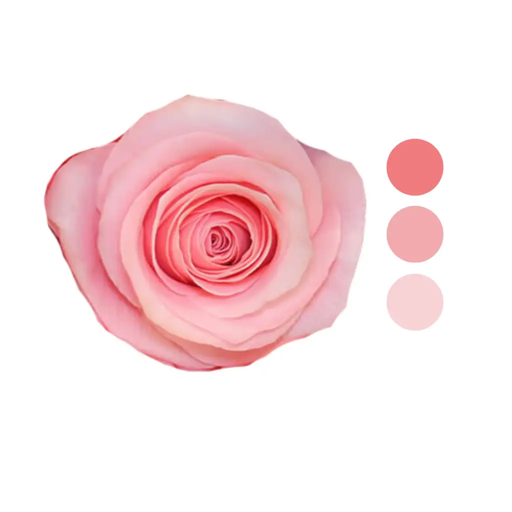 Be Sweet Pink Rose  