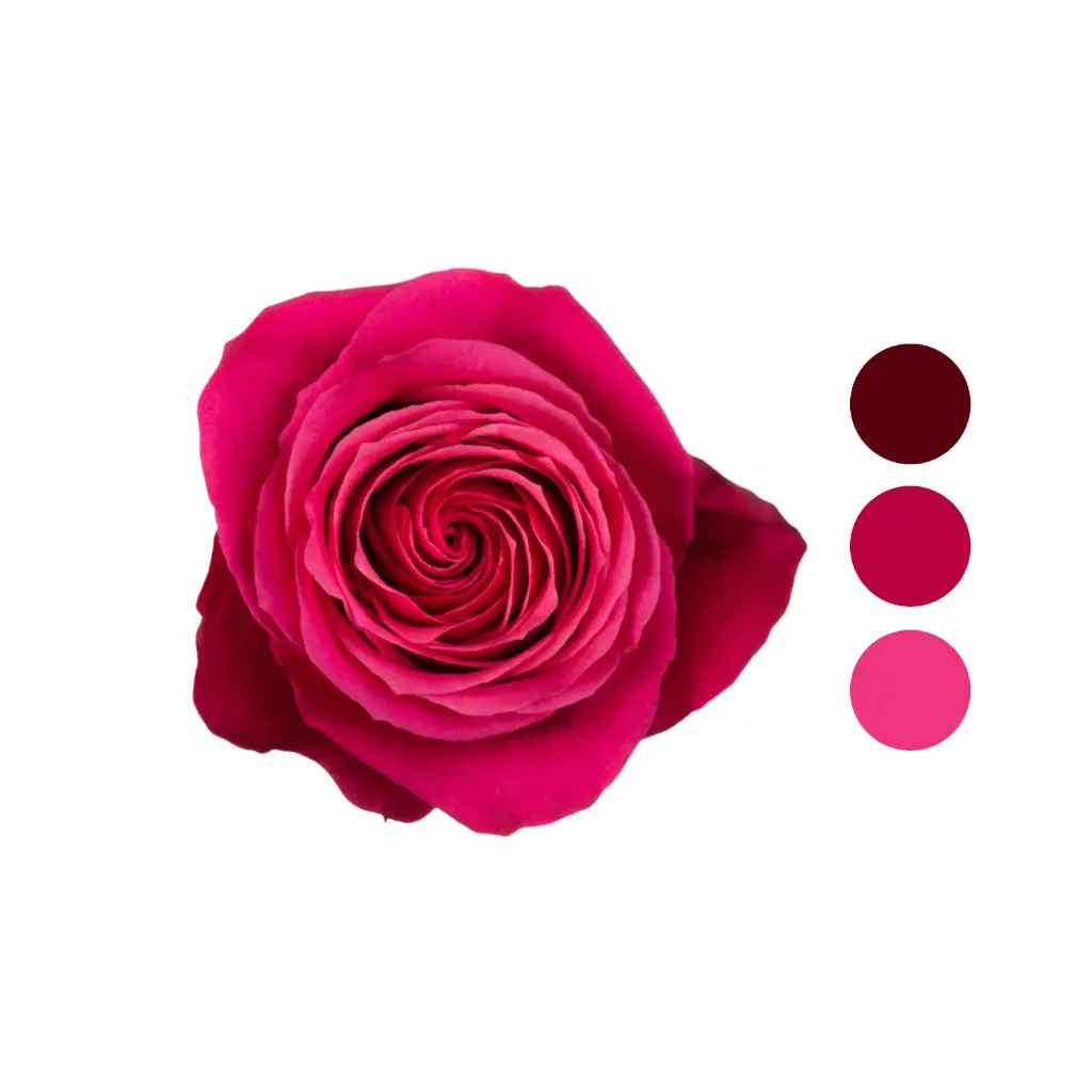 Cherry-O Pink Rose  