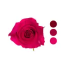 Gotcha Hot Pink Rose 