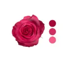 Lola Hot Pink Rose