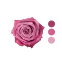 Moody Blues Lavender Rose 