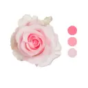 Nena Pink Light Pink Rose