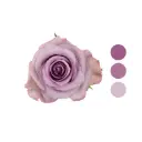 Ocean Song Purple Rose 