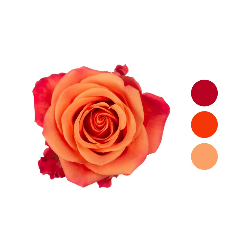 Orange Crush Rose