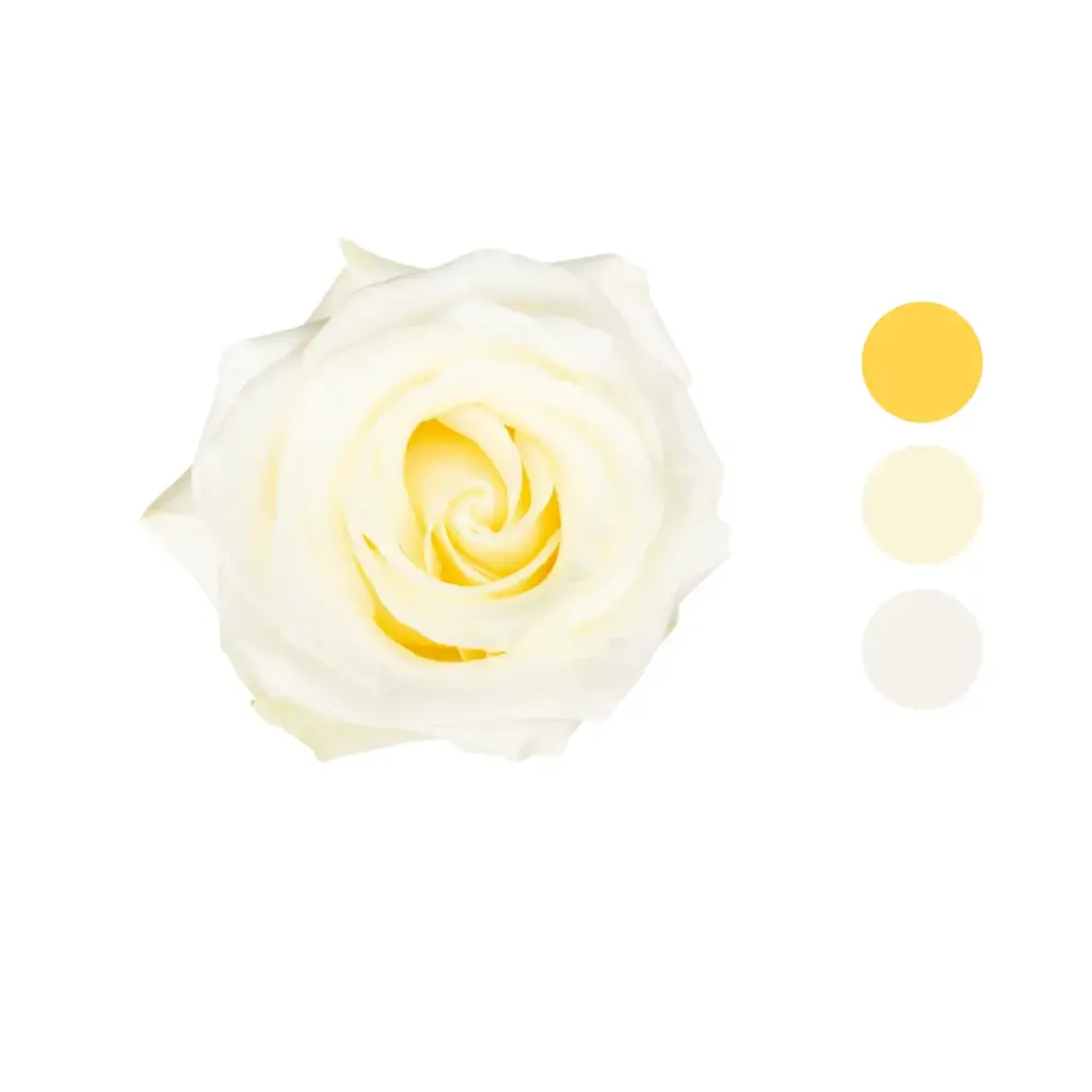 Polar Star White Rose