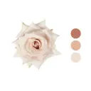 Quicksand Cream Rose
