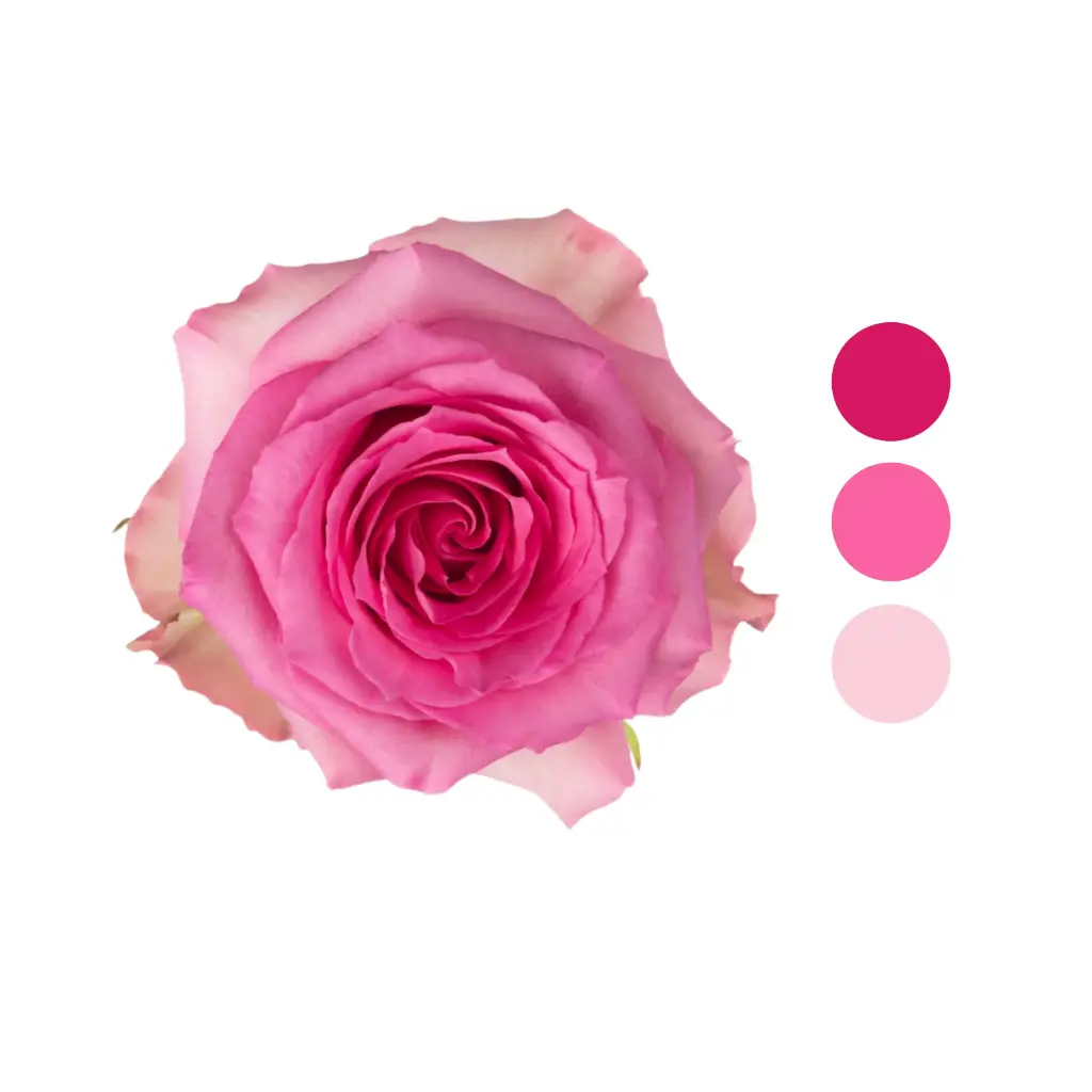 Sweet Unique Pink Rose