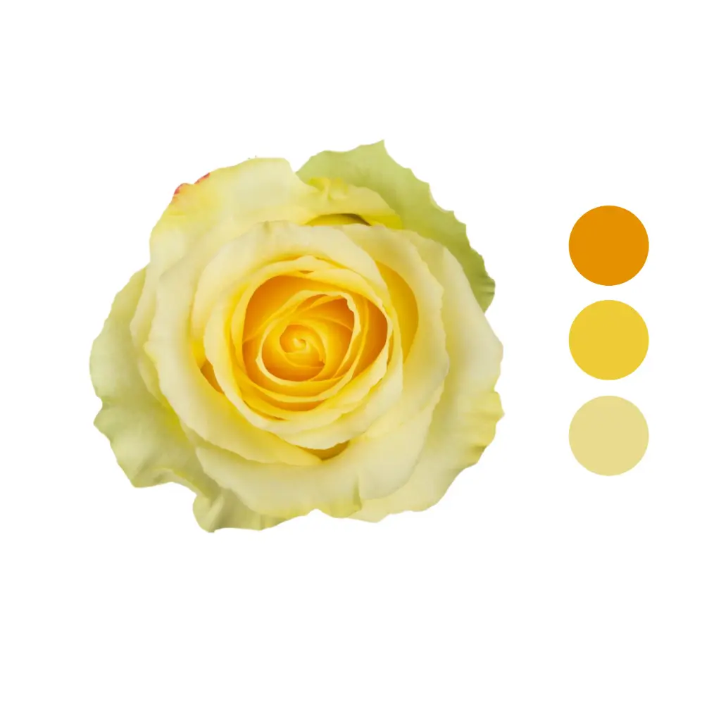 Tara Yellow Rose