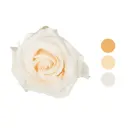 Vendela Cream Rose 