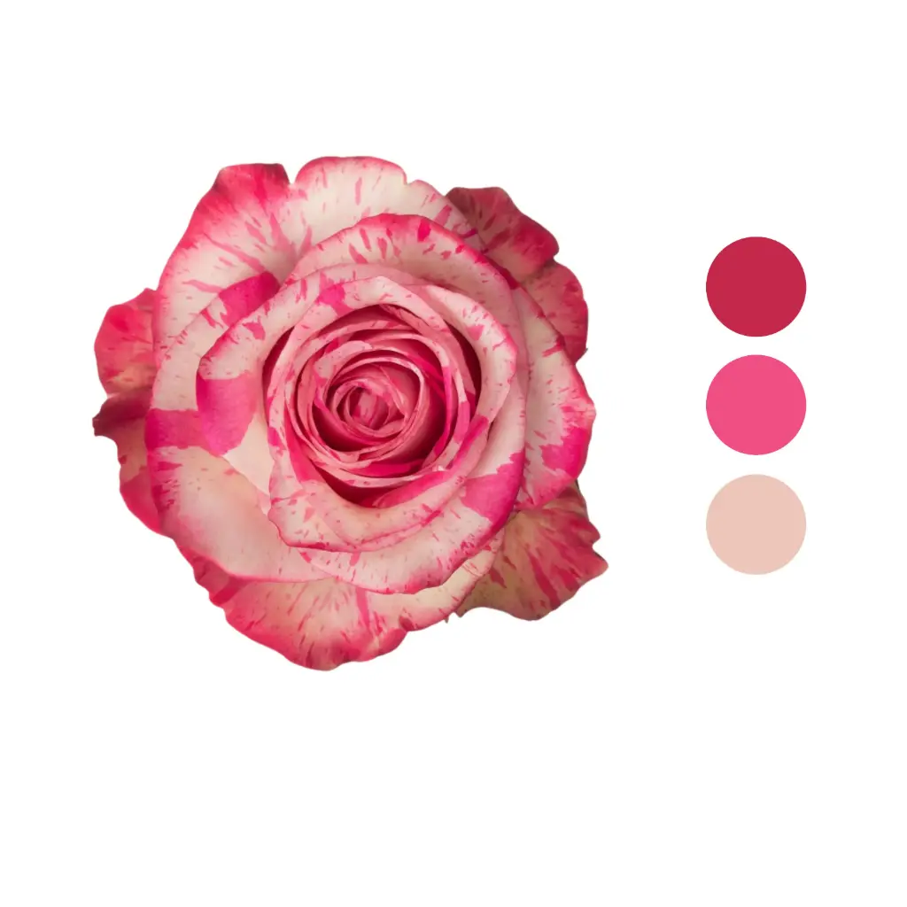 Magic Times Bi-color Rose 