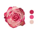 Magic Times Bi-color Rose 