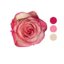 Paloma Bi-color Rose