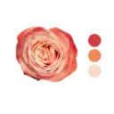 Kahala Peach  Garden Rose 