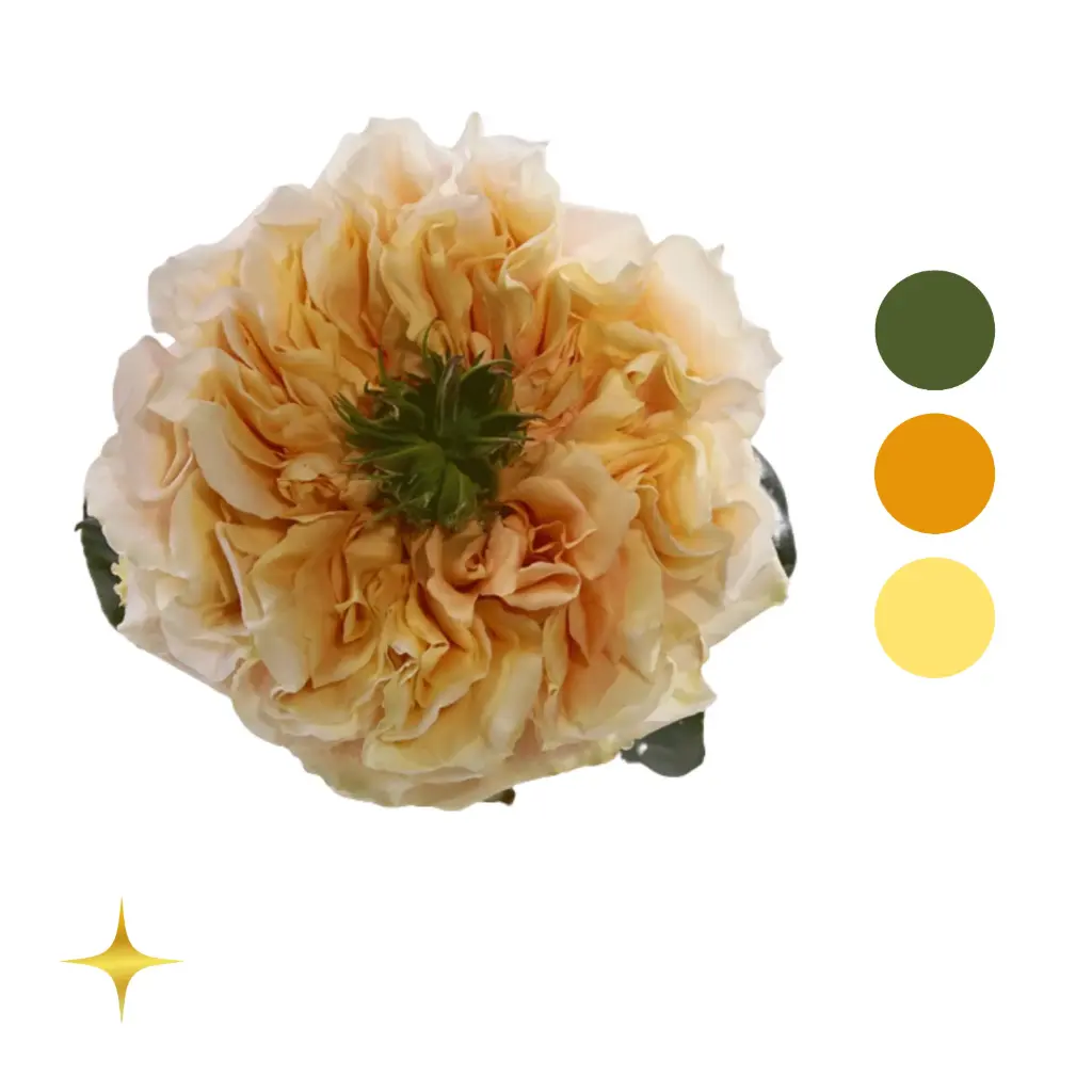 Melon X-pression Garden Rose