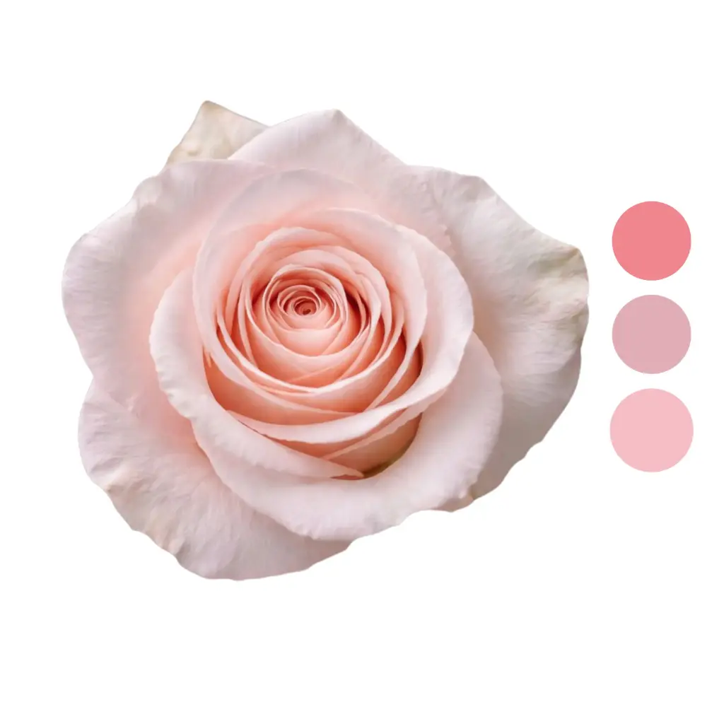 Sweet & Beat Pink Rose  