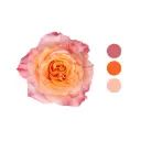 Free Spirit Garden Peach Rose 