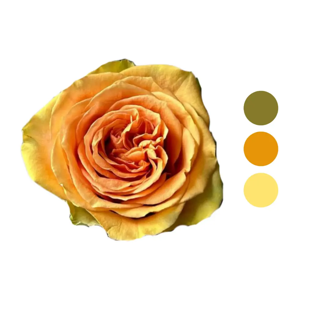 Tropic Versilia Orange Rose