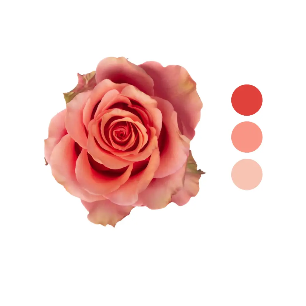 Happy Nation Pink Rose  