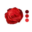 Bromo Dark Orange Rose 