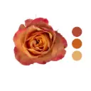 Chili Love Orange Rose                                                
