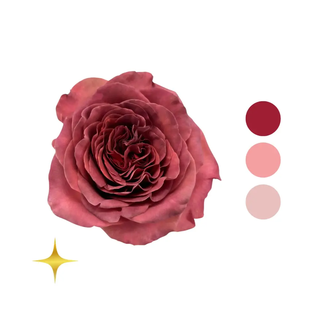 Razzmatazz Terracota Rose 