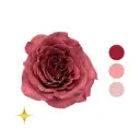 Razzmatazz Terracota Rose 