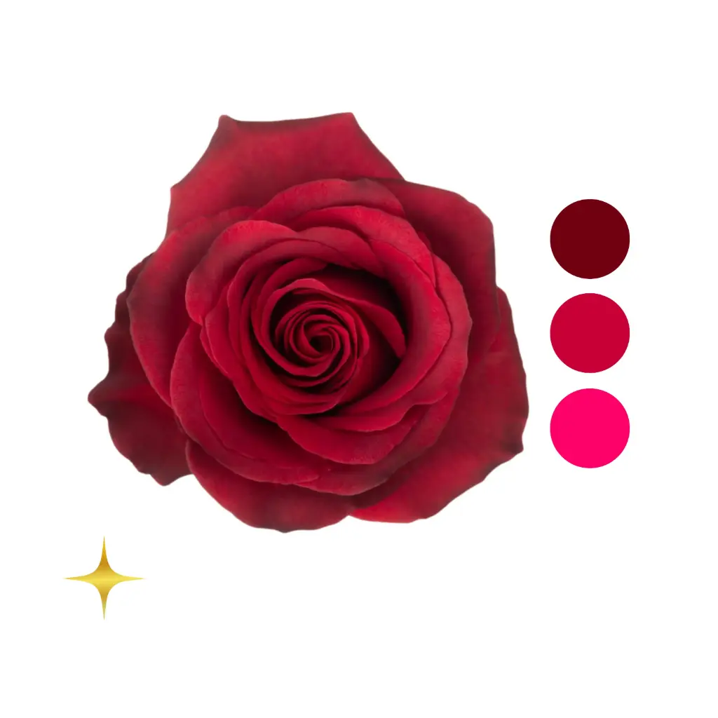 Matilda Terracota Pink Rose                                                
