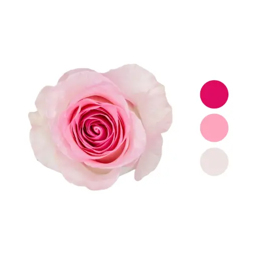 Mandala Light Pink Garden Rose 