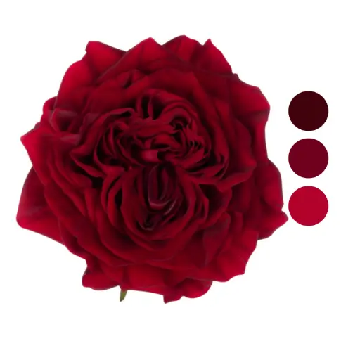 Mayra's Red Garden Rose 