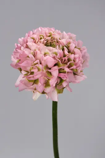 Cloni Success Ponpon Alice