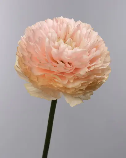 Cloni Success Touareg