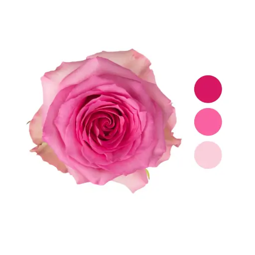 Sweet Unique Pink Rose