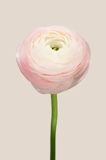 Elegance Rosa Chiaro