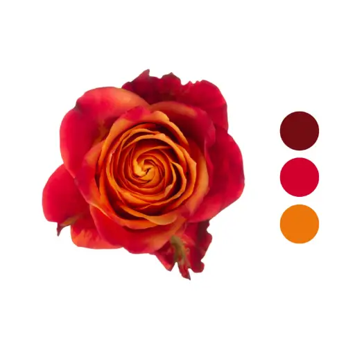 Atomic Orange Gold Rose  