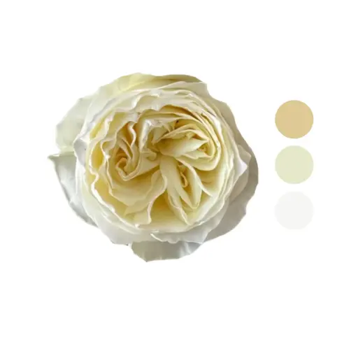 Cold Play Garden White Rose 