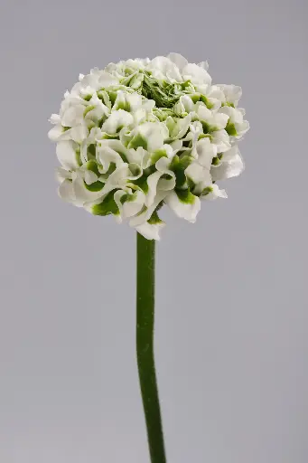 Cloni Success Ponpon Iglo