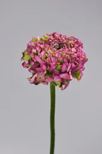 Cloni Success Ponpon Malva