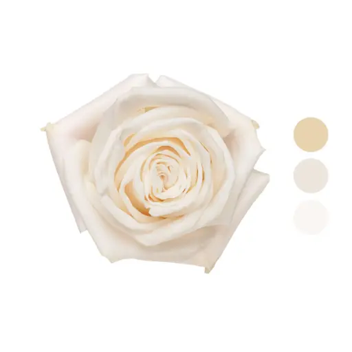 Playa Blanca White Rose 