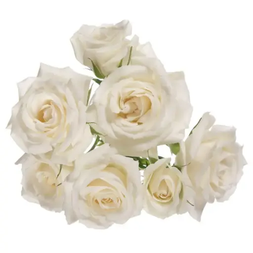 White Majolika Spray Rose 