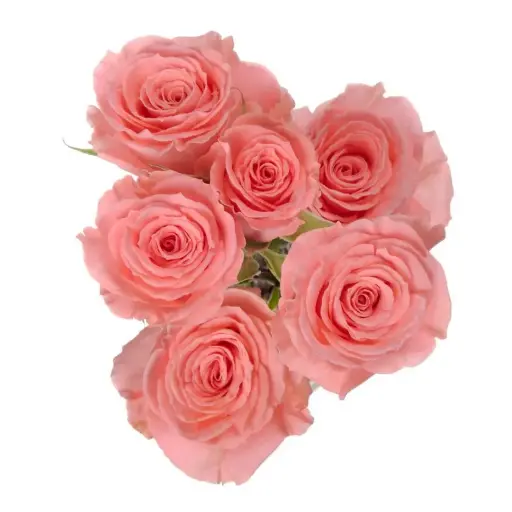 Elegant Rosever Pink Spray Rose