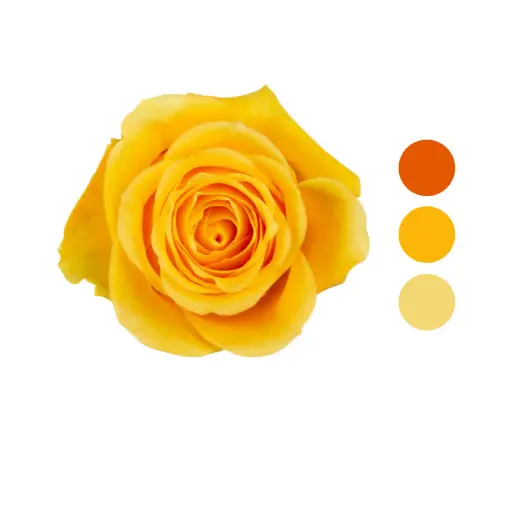 Brighton Yellow Rose 