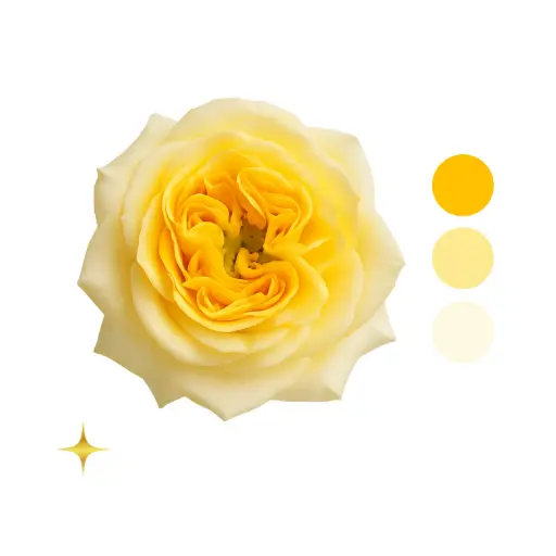 Sunny Days Garden Rose 