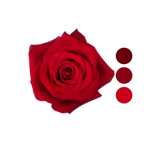 Freedom Red Rose