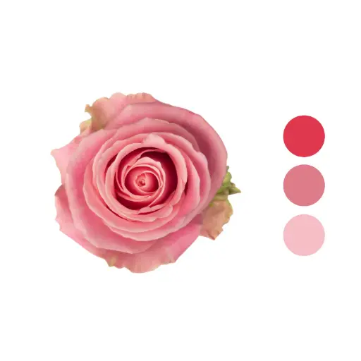 Hermosa Pink Rose 