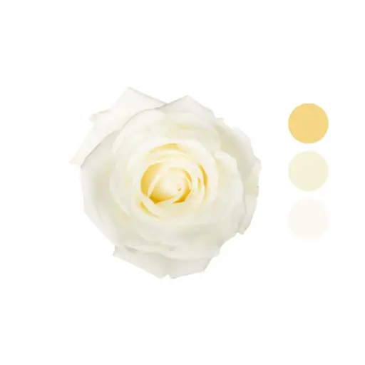 Tibet White Rose 