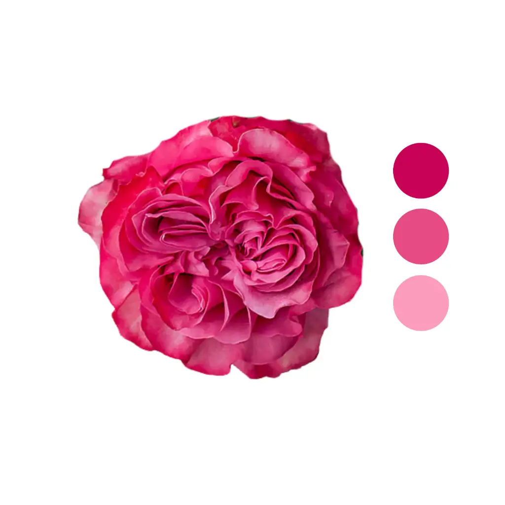 Country Blues Pink Garden Rose | Quilago Flowers