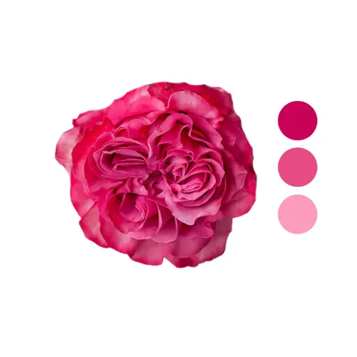 Country Blues Pink Garden Rose 